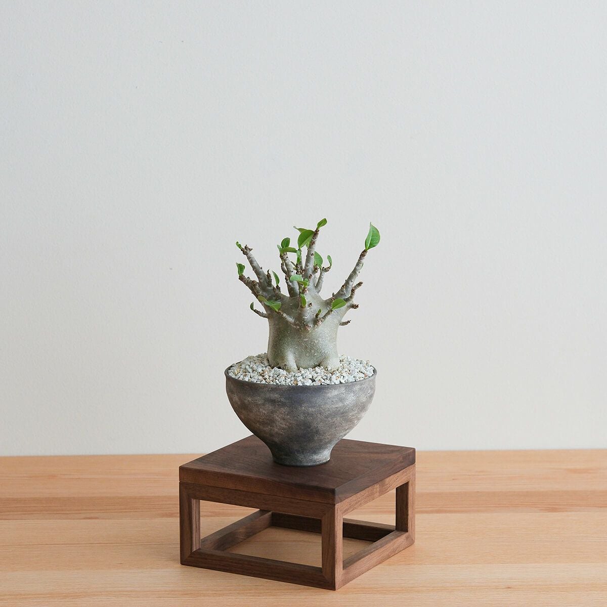 FAVORMADE | Planter Stand S / 三方留プランター・フラワースタンド Sサイズ